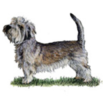 Glen of Imaal Terrier - Click Image to Close